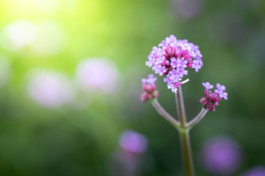 Renkli çiçeklerin arkaplan resmi, arka plan doğası
