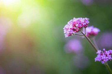 Renkli çiçeklerin arkaplan resmi, arka plan doğası