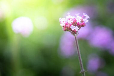 Renkli çiçeklerin arkaplan resmi, arka plan doğası