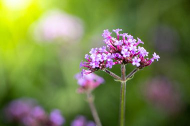 Renkli çiçeklerin arkaplan resmi, arka plan doğası
