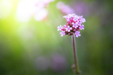 Renkli çiçeklerin arkaplan resmi, arka plan doğası