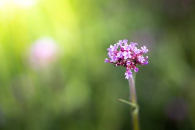 Renkli çiçeklerin arkaplan resmi, arka plan doğası