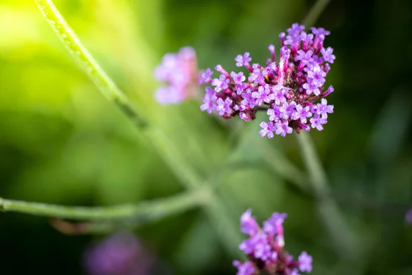 Imagen Fondo Las Flores Colores Naturaleza Fondo — Foto de Stock