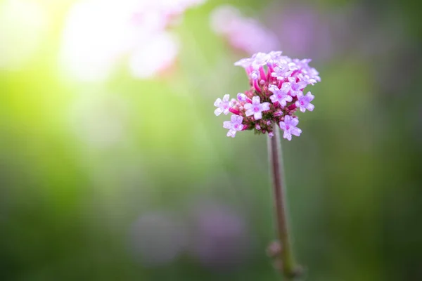 Imagen Fondo Las Flores Colores Naturaleza Fondo — Foto de Stock