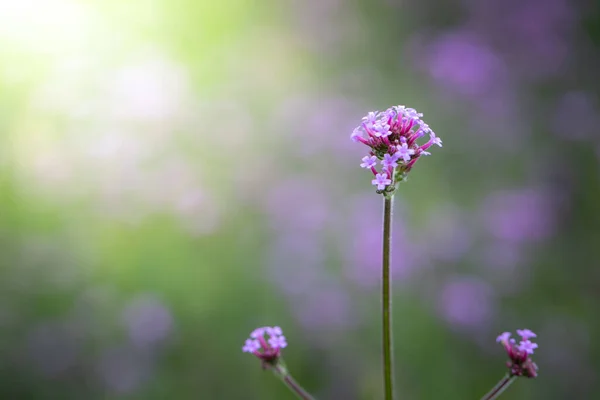 Imagen Fondo Las Flores Colores Naturaleza Fondo — Foto de Stock