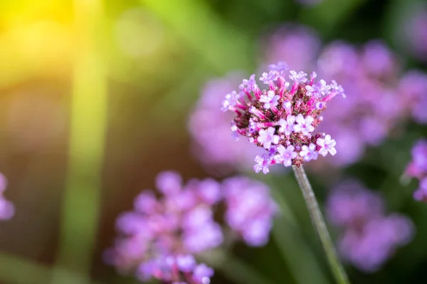 Imagen Fondo Las Flores Colores Naturaleza Fondo — Foto de Stock