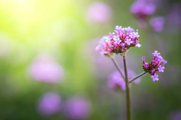 Imagen Fondo Las Flores Colores Naturaleza Fondo — Foto de Stock