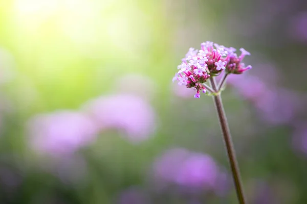 Imagen Fondo Las Flores Colores Naturaleza Fondo — Foto de Stock