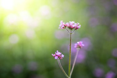 Renkli çiçeklerin arkaplan resmi, arka plan doğası