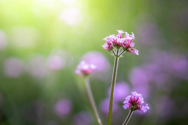 Renkli çiçeklerin arkaplan resmi, arka plan doğası