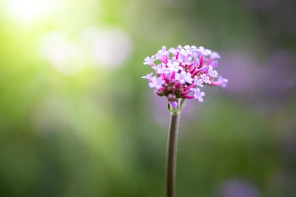 Imagen Fondo Las Flores Colores Naturaleza Fondo — Foto de Stock