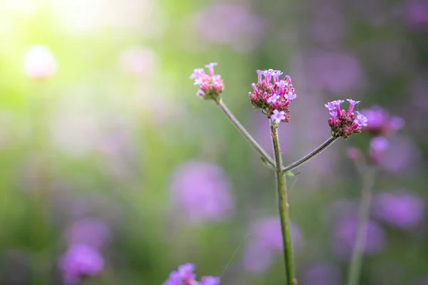 Imagen Fondo Las Flores Colores Naturaleza Fondo — Foto de Stock