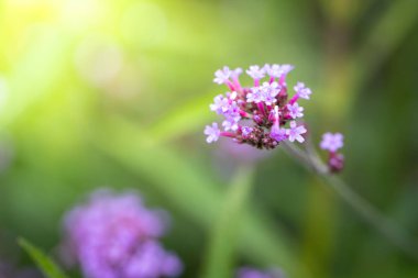 Renkli çiçeklerin arkaplan resmi, arka plan doğası