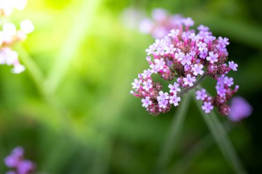 Renkli çiçeklerin arkaplan resmi, arka plan doğası
