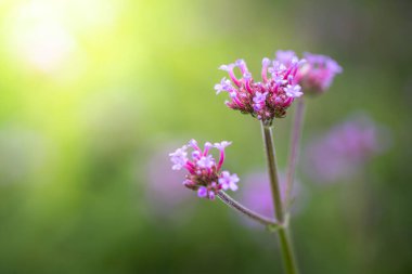 Renkli çiçeklerin arkaplan resmi, arka plan doğası