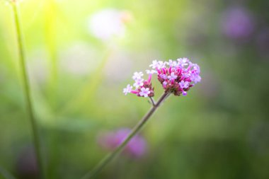 Renkli çiçeklerin arkaplan resmi, arka plan doğası