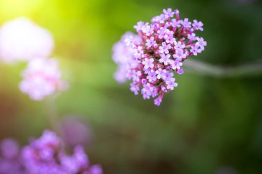 Renkli çiçeklerin arkaplan resmi, arka plan doğası