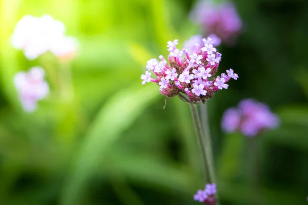 Imagen Fondo Las Flores Colores Naturaleza Fondo — Foto de Stock