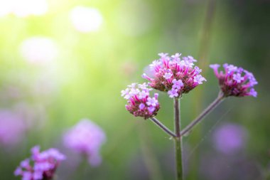 Renkli çiçeklerin arkaplan resmi, arka plan doğası