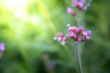 Renkli çiçeklerin arkaplan resmi, arka plan doğası