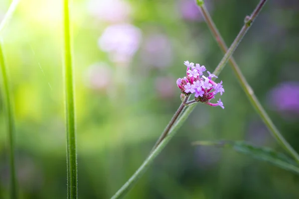 Imagen Fondo Las Flores Colores Naturaleza Fondo — Foto de Stock