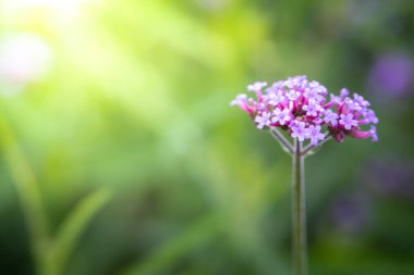 Renkli çiçeklerin arkaplan resmi, arka plan doğası