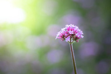 Renkli çiçeklerin arkaplan resmi, arka plan doğası