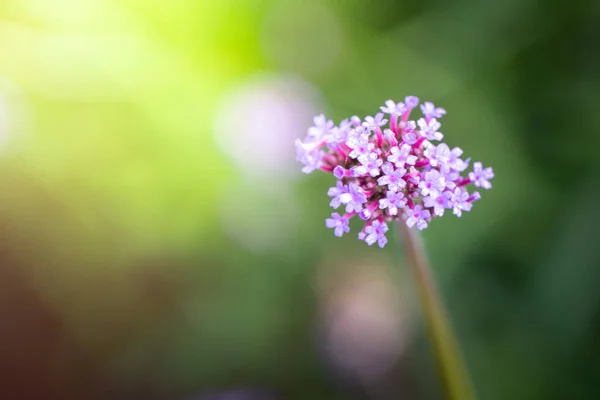 Imagen Fondo Las Flores Colores Naturaleza Fondo — Foto de Stock