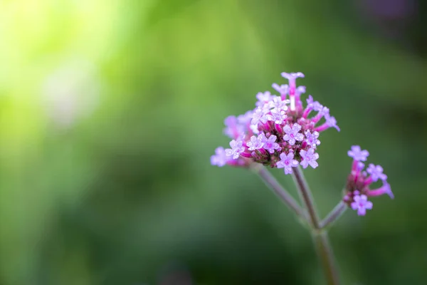 Imagen Fondo Las Flores Colores Naturaleza Fondo — Foto de Stock