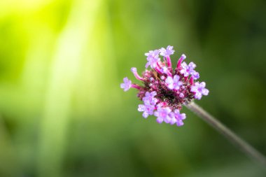 Renkli çiçeklerin arkaplan resmi, arka plan doğası