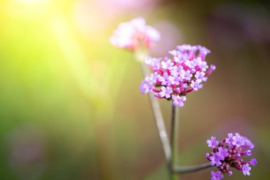 Renkli çiçeklerin arkaplan resmi, arka plan doğası