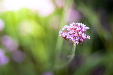 Renkli çiçeklerin arkaplan resmi, arka plan doğası