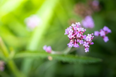 Renkli çiçeklerin arkaplan resmi, arka plan doğası