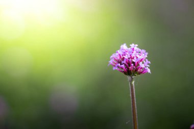 Renkli çiçeklerin arkaplan resmi, arka plan doğası