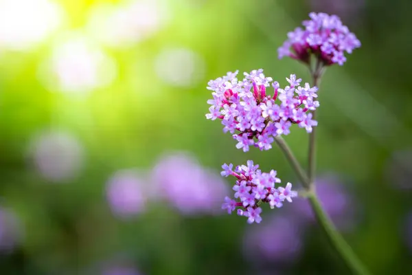 Imagen Fondo Las Flores Colores Naturaleza Fondo — Foto de Stock