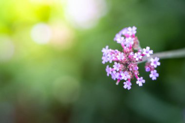 Renkli çiçeklerin arkaplan resmi, arka plan doğası