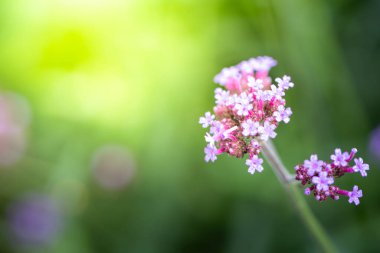 Renkli çiçeklerin arkaplan resmi, arka plan doğası