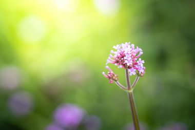 Renkli çiçeklerin arkaplan resmi, arka plan doğası