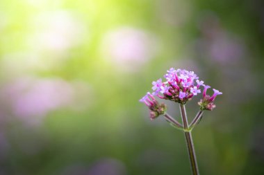 Renkli çiçeklerin arkaplan resmi, arka plan doğası
