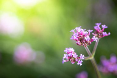 Renkli çiçeklerin arkaplan resmi, arka plan doğası