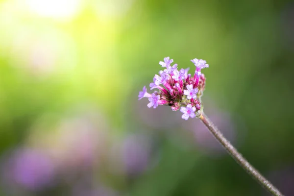 Achtergrond Afbeelding Van Kleurrijke Bloemen Achtergrond Natuur — Stockfoto