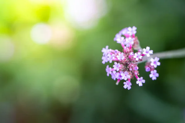 Imagen Fondo Las Flores Colores Naturaleza Fondo — Foto de Stock