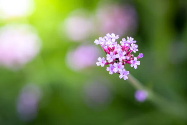 Imagen Fondo Las Flores Colores Naturaleza Fondo — Foto de Stock