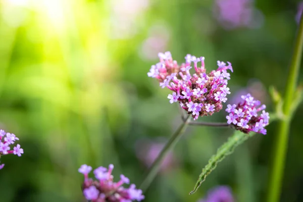 Imagen Fondo Las Flores Colores Naturaleza Fondo — Foto de Stock