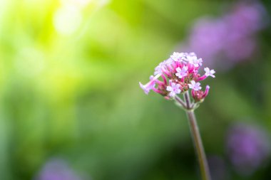 Renkli çiçeklerin arkaplan resmi, arka plan doğası