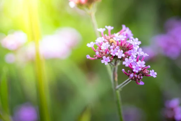 Imagen Fondo Las Flores Colores Naturaleza Fondo — Foto de Stock