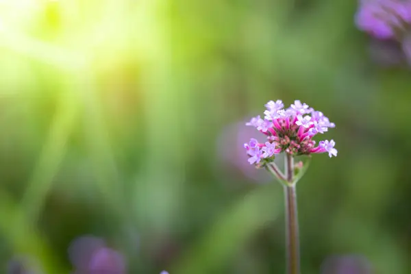 Imagen Fondo Las Flores Colores Naturaleza Fondo — Foto de Stock