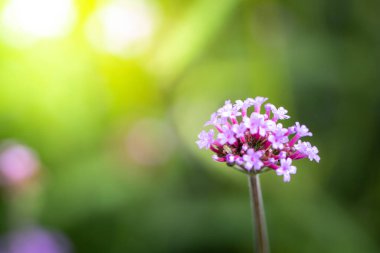 Renkli çiçeklerin arkaplan resmi, arka plan doğası