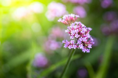 Renkli çiçeklerin arkaplan resmi, arka plan doğası