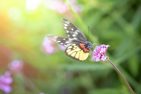 Beau Papillon Sur Fleur Colorée Fond Nature — Photo